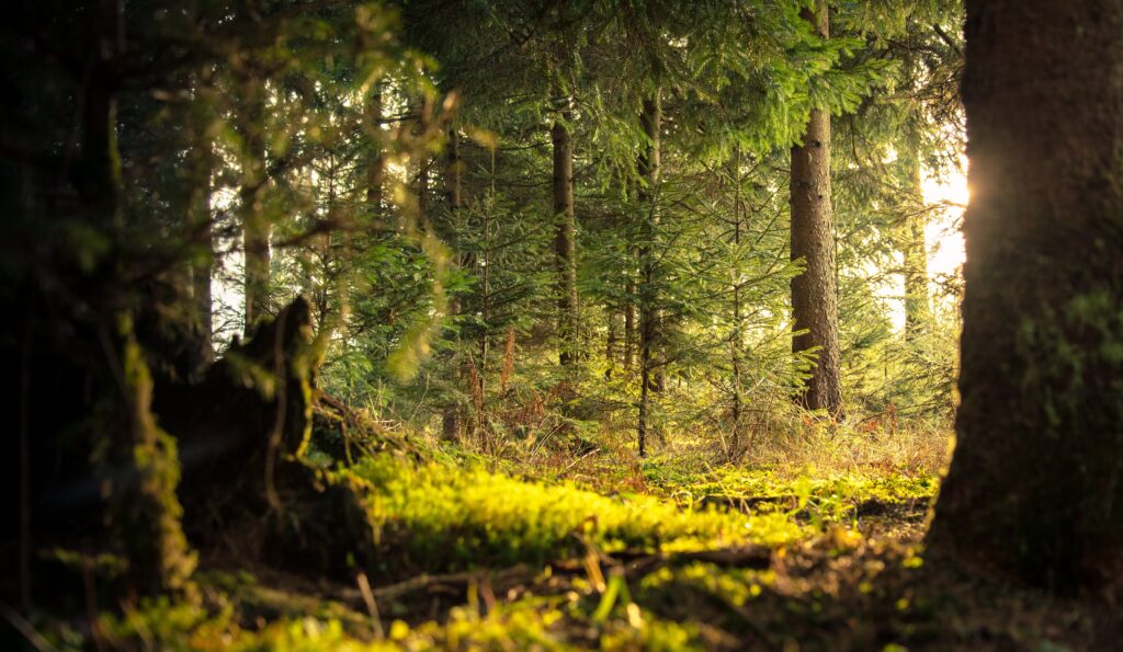 Metsakümblus ja matkamine metsas